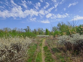Obraz premium blooming cherry tree in spring