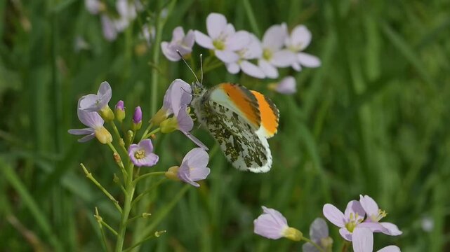 Orange Tip butterfly (Anthocharis cardamines) male being blown about on a windy day, showing the fore- and underwing patterns.  April, Kent, UK [Slow motion x10]