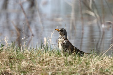 A thrush on the bank of the Staritsa River near the village of Agro-Pustyn in the Ryazan region