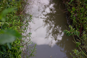 View looking down a narrow natural waterway lined with dense green vegetation. Represents nature, water, and hidden places.


