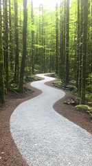 Winding gravel path through lush green forest; tranquil nature scene, perfect for relaxation and outdoor recreation