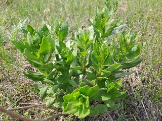 Obraz premium fresh green grass