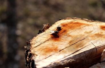Flies drinking juice on stump of cut apple tree in garden - horizontal color macro photo, top view