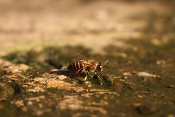 Close-up image of a bee