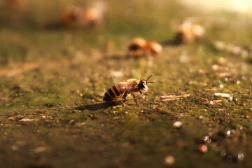 Close-up image of a bee drinking water.