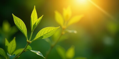 Fototapeta premium Close-up of sunlit plant branch with sparkling bokeh lights in garden, natural, flora