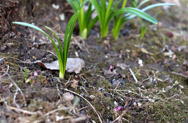 Sprout of gravetye giant leucojum flower in the shade under a tree on a spring day in the garden - horizontal color photo, close-up