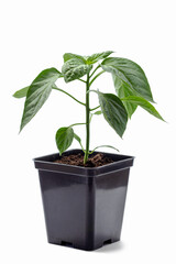 Pepper Seedling in Pot Isolated on White Background. Growing Pepper Plant. Pepper Sprout. 