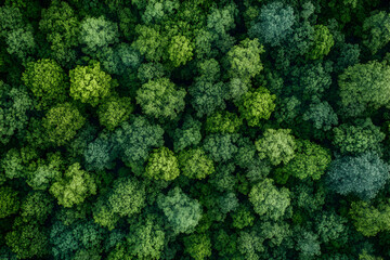 Aerial view of a dense forest with green tree canopy.