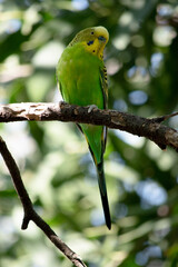 the parakeet is perched on a branch