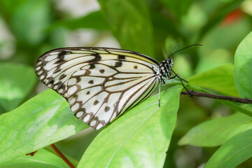 butterfly on leaf
