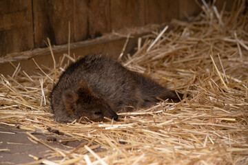 the quokka is resting on straw