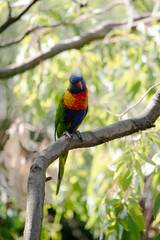 the rainbow lorikeet is perched in a tree