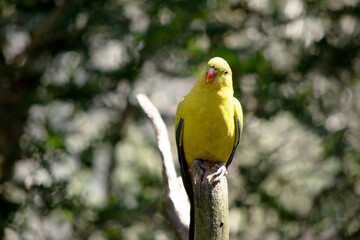 the regent parrot is perched on a branch