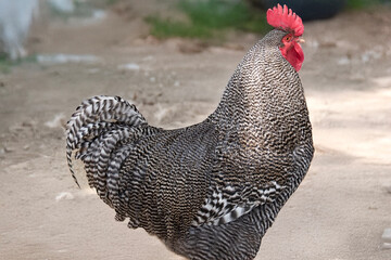 this is a close up of a black and white rooster