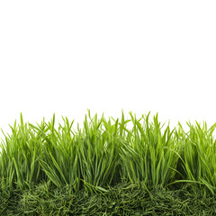 Fototapeta premium Green grass isolated on white background and texture, clipping path --v 7.0