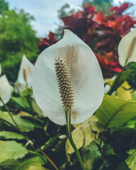 Closeup shot of a wild flower in Cooch Behar, West Bengal, India in June 2025....