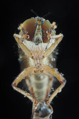 Close-up shows a robber fly with large,multifaceted eyes covered in water droplets.Its slender body...