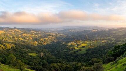 Fototapeta premium Expansive view of vibrant vineyards covering rolling hills, with gentle shadows playing across the landscape, showcasing nature's beauty in the countryside