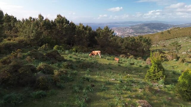 Blonde Galician cow and lamb graze on a green meadow in Monte da Groba, Baiona. Surrounded by bushes and trees, the landscape opens to a distant view of Vigo under a sunny sky with scattered clouds.