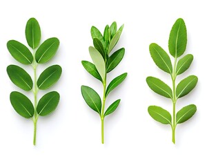 Obraz premium Three vibrant green sprigs, isolated on white