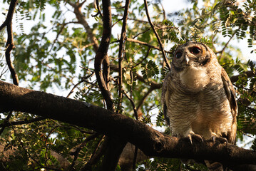 A striking Mottled wood owl perches on a weathered branch. The background is softy blurred, hinting at a bright, overcast sky and green foliage of the surrounding trees.