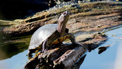 pelican on a rock