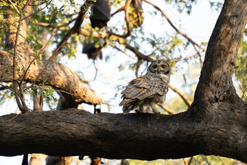 A striking Mottled wood owl perches on a weathered branch. The background is softy blurred, hinting at a bright, overcast sky and green foliage of the surrounding trees.