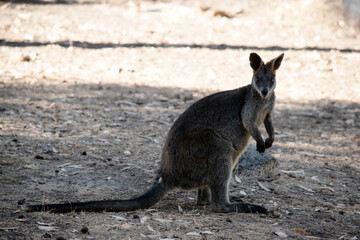 the swamp wallaby is in a field