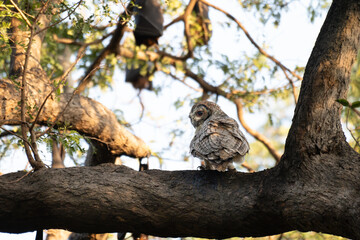 A striking Mottled wood owl perches on a weathered branch. The background is softy blurred, hinting at a bright, overcast sky and green foliage of the surrounding trees.