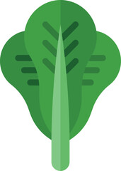 lettuce illustration on a white background 