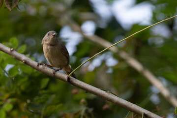 A charming close up of Brown cheeked fulvetta, perched delicately on a slender, textured branch. The background is a gentle wash of blurred green and blues, leafy environment. 