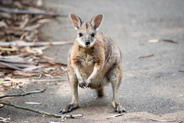 the tammar wallaby is begging for food pellets