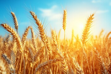 Obraz premium Golden wheat field under bright sun rays at dusk showcasing nature's harvest season in a rural setting