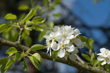 Fototapeta premium Cluster of white pear tree blossoms blooming on a branch with fresh green leaves, captured in natural sunlight against a blue sky