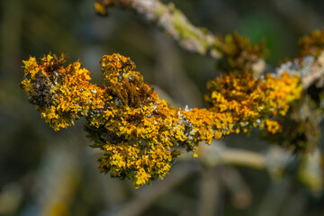 Close-up of yellow lichen covering the bark of a tree branch, revealing intricate textures and natural patterns