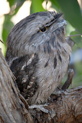 this is a close up of a tawny frogmouth
