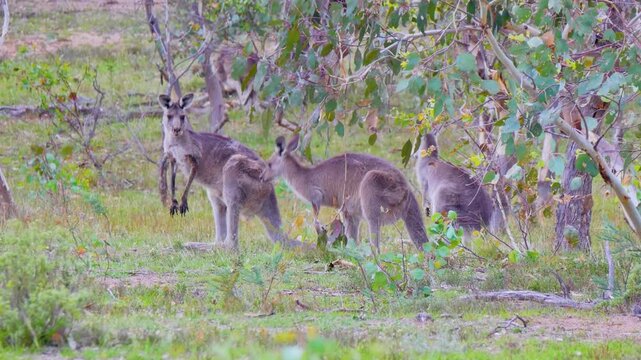 Group of Kangaroos