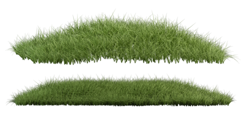 grass isolated on white background