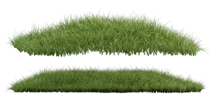 grass isolated on white background