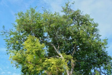 trees in the forest