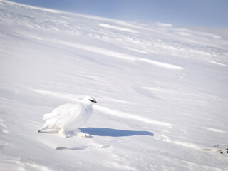 Ptarmigan during winter in Svalbard