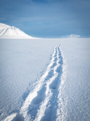 Polar bear tracks in the snow from Svalbard