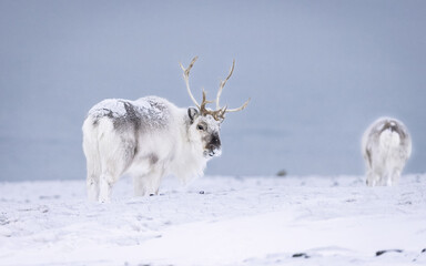 Svalbard reindeer on location in Svalbard during winter