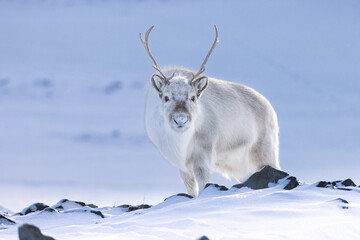 Svalbard reindeer on location in Svalbard during winter