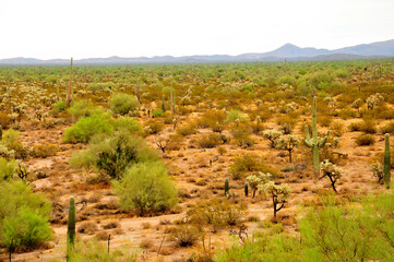 Landscape Sonora Desert Arizona