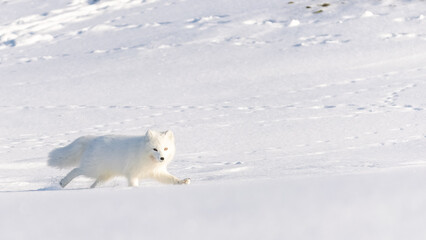 Arctic fox during winter in Svalbard