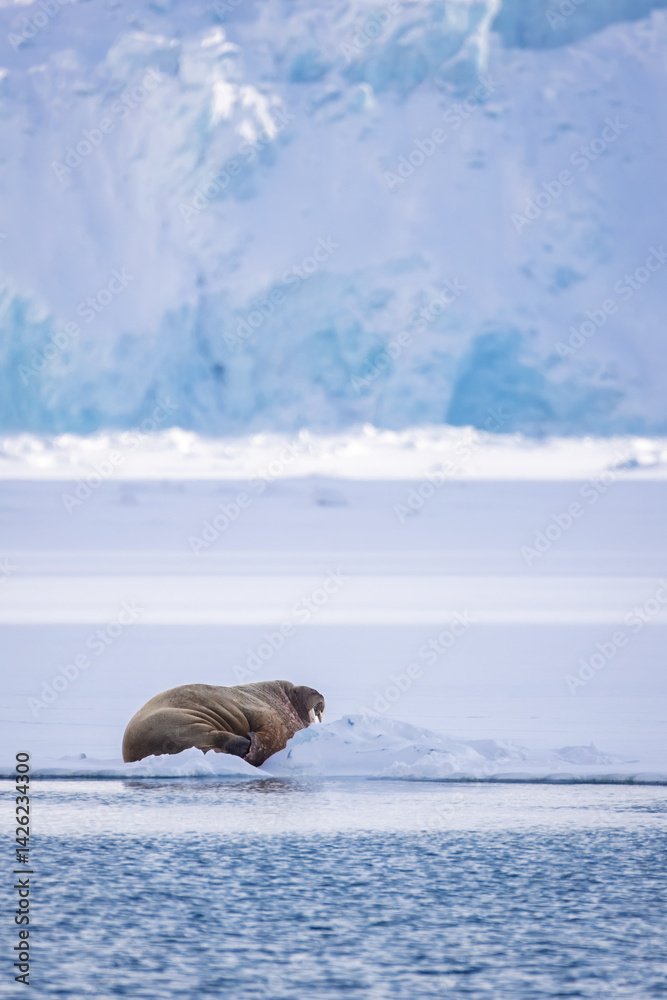 Canvas Prints walrus on an ice block in svalbard