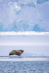 Walrus on an ice block in Svalbard 