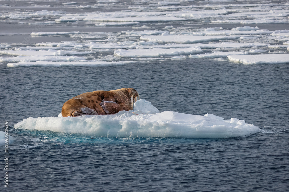 Canvas Prints walrus on an ice block in svalbard